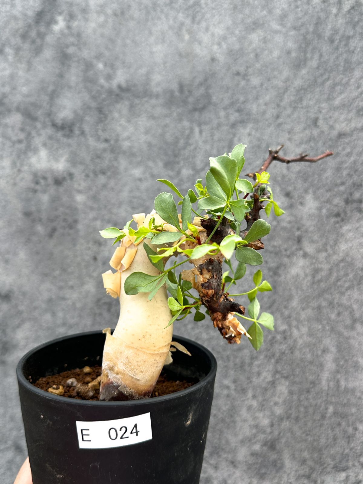 【現品限り】コミフォラ・カタフ ソマリア ピュア 現地株 発根済み【E24】 Commiphora kataf Somalia