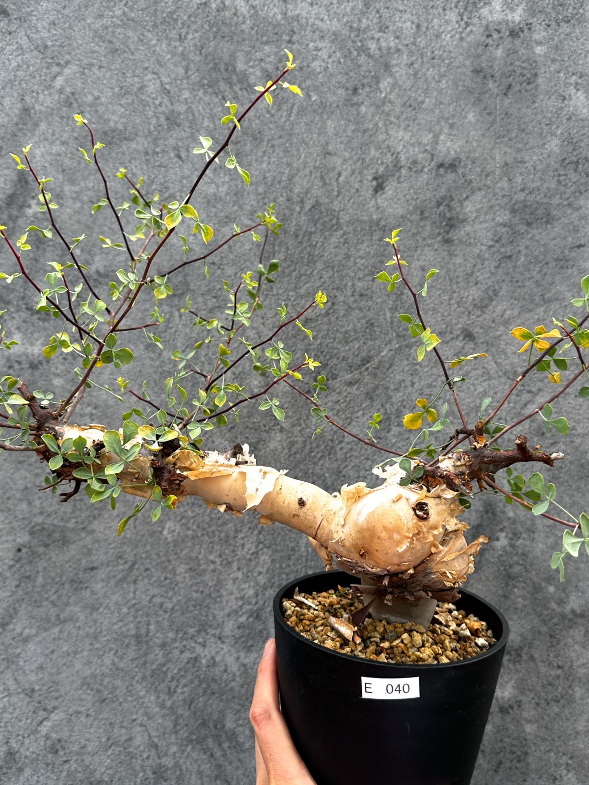 【現品限り】コミフォラ・カタフ ソマリア ピュア 現地株 発根済み【E40】 Commiphora kataf Somalia