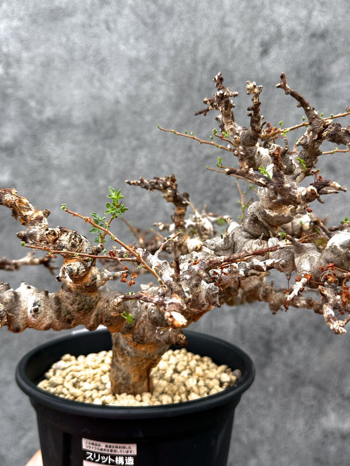 現品限り】コミフォラ・エイル 現地株 発根済み【E42】 Commiphora Eyl