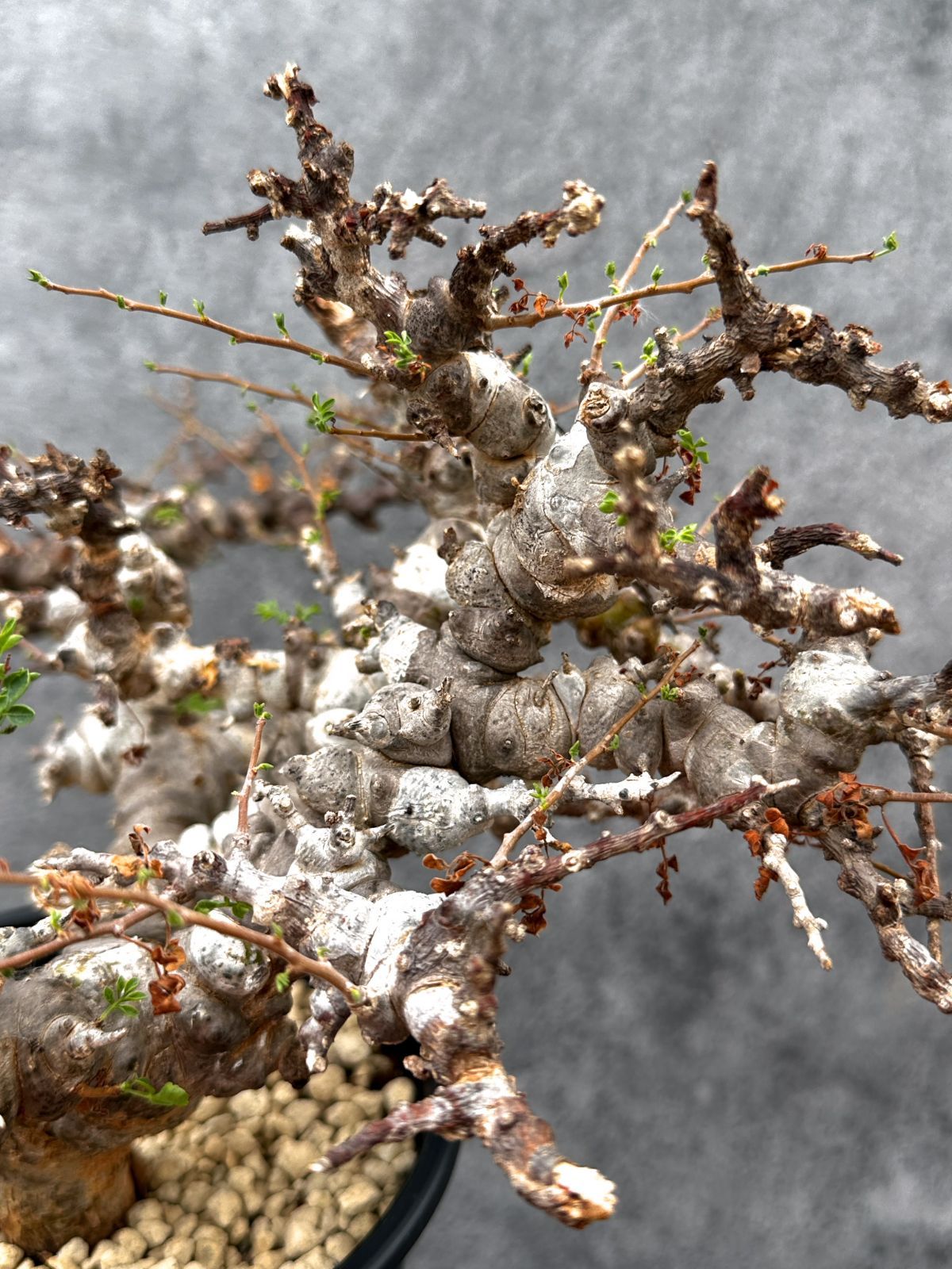 現品限り】コミフォラ・エイル 現地株 発根済み【E42】 Commiphora Eyl