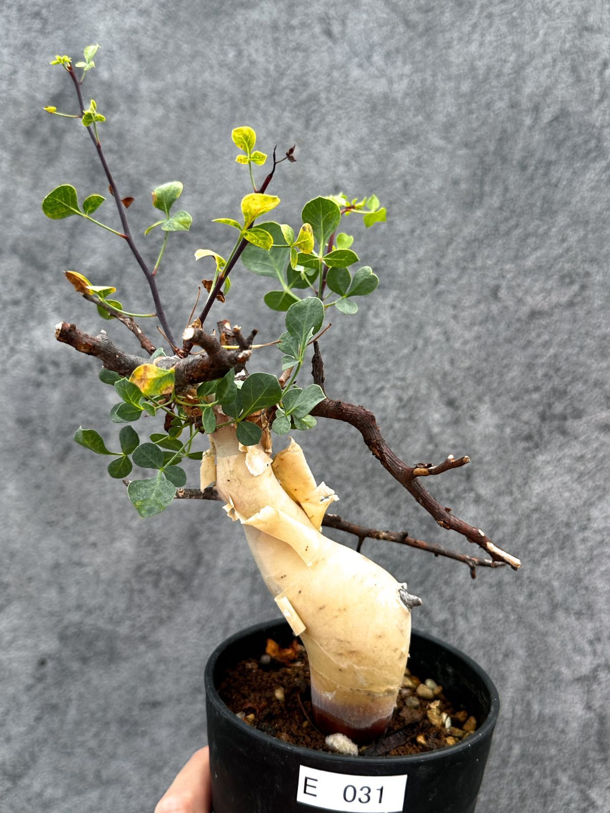 【現品限り】コミフォラ・カタフ ソマリア ピュア 現地株 発根済み【E31】 Commiphora kataf Somalia