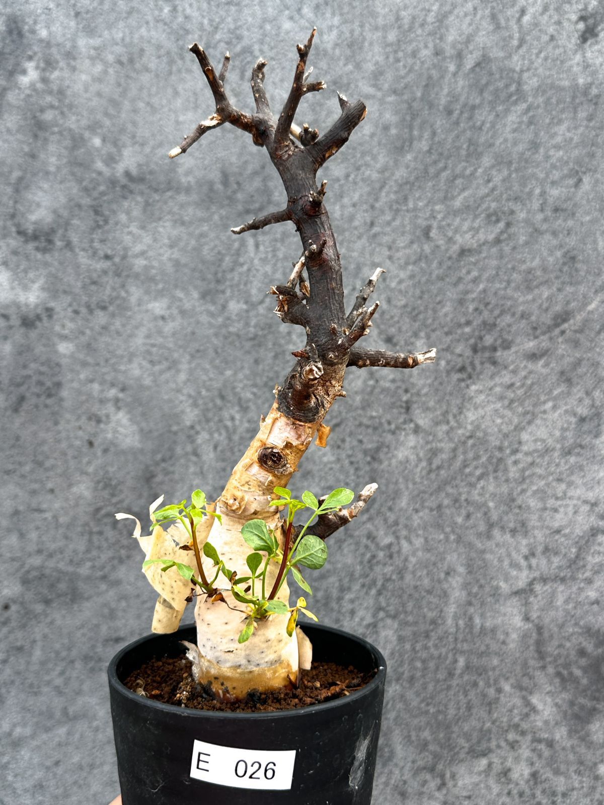 【現品限り】コミフォラ・カタフ ソマリア ピュア 現地株 発根済み【E26】 Commiphora kataf Somalia