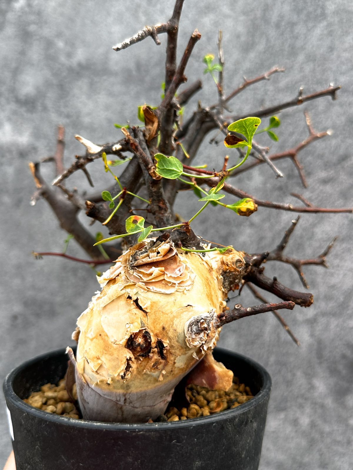 コミフォラ・カタフ（Commiphora kataf）　ソマリア産 現品限り】コミフォラ・カタフ ソマリア ピュア 現地株 発根済み【E34