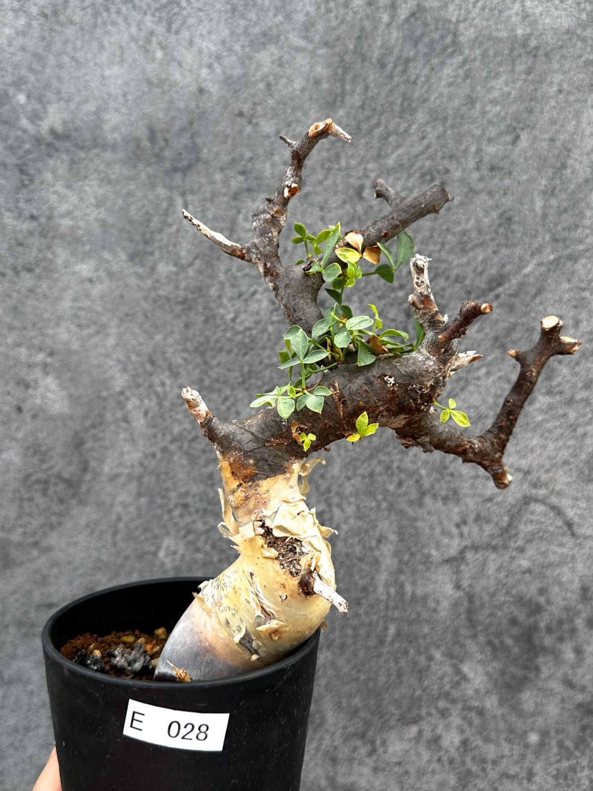 【現品限り】コミフォラ・カタフ ソマリア ピュア 現地株 発根済み【E28】 Commiphora kataf Somalia