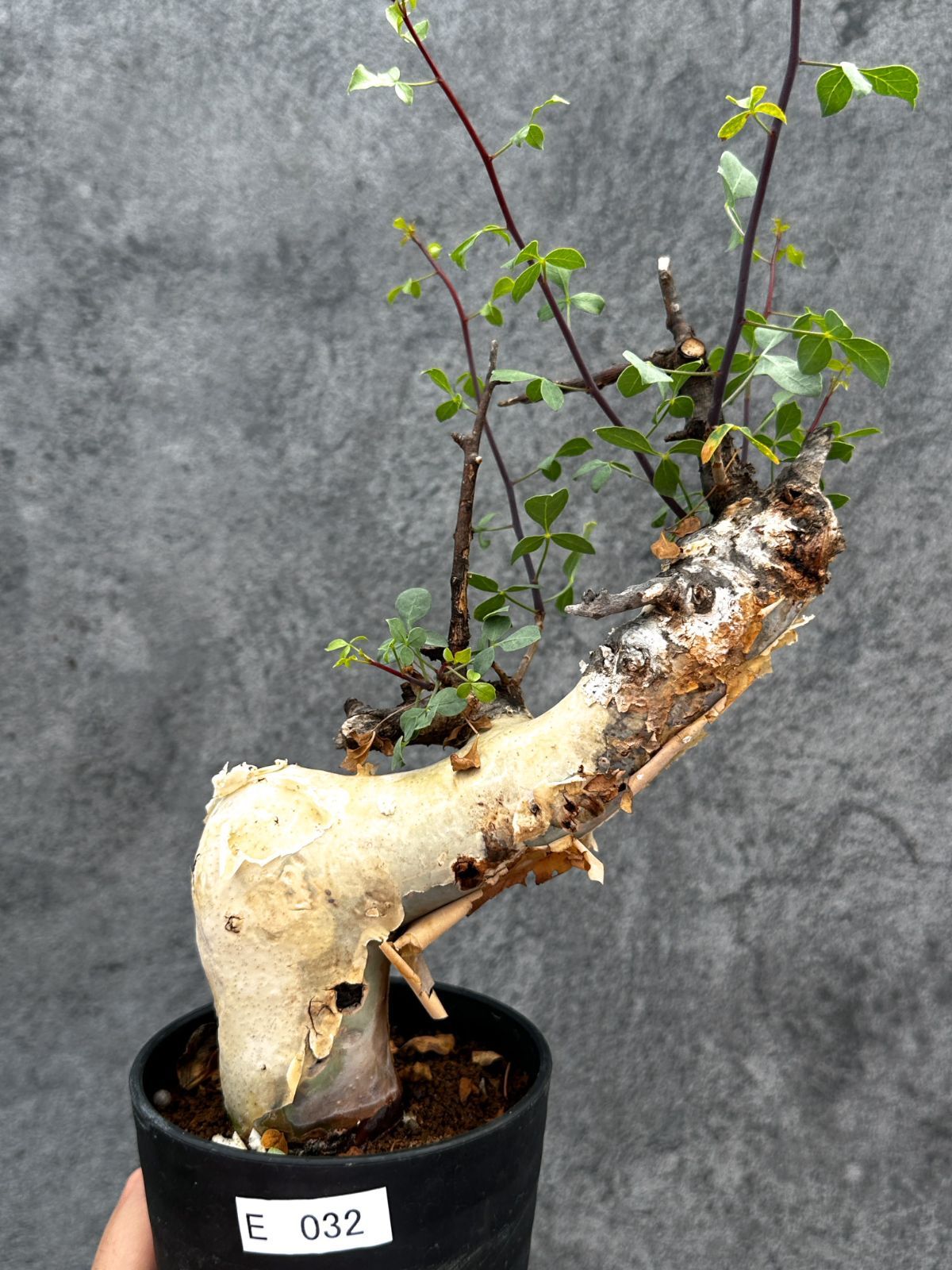 【現品限り】コミフォラ・カタフ ソマリア ピュア 現地株 発根済み【E32】 Commiphora kataf Somalia