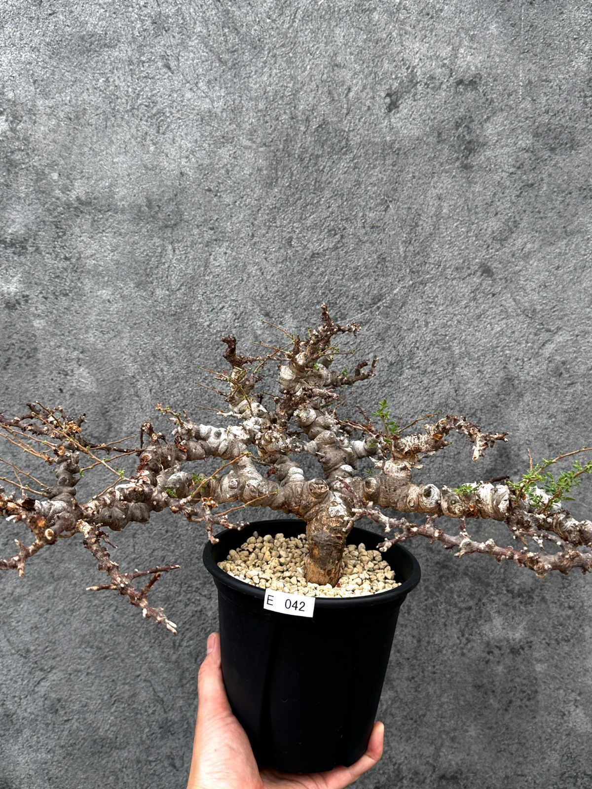 【現品限り】コミフォラ・エイル 現地株 発根済み【E42】 Commiphora Eyl