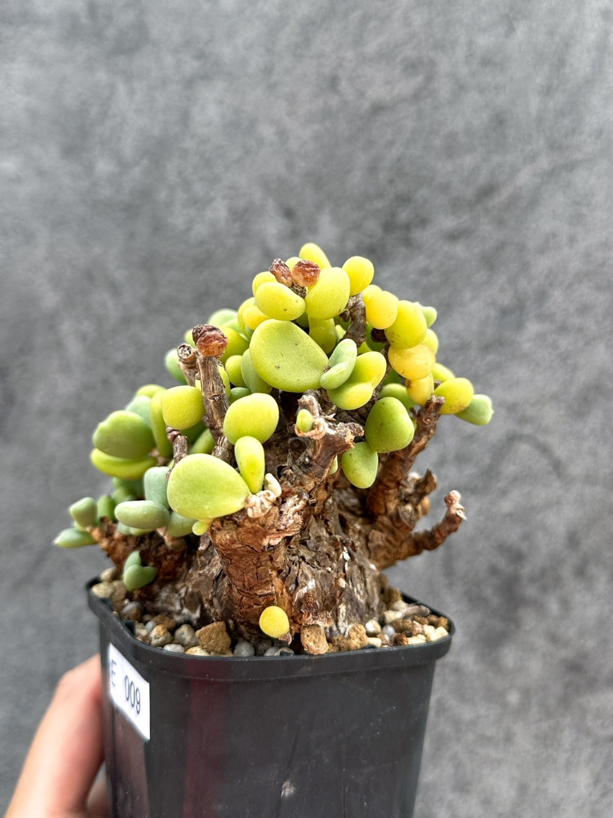 【現品限り】ケラリア・ピグマエア 現地株 2年ほど管理 発根済み【E9】 Ceraria pygmaea