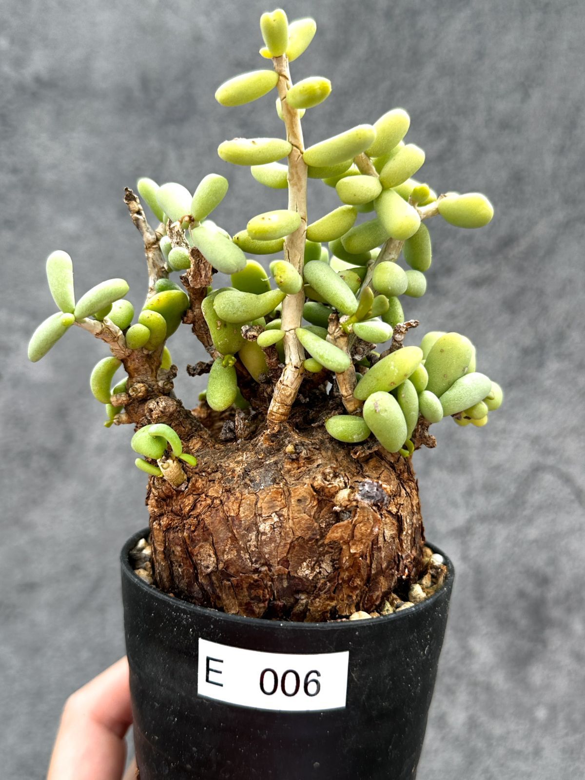 【現品限り】ケラリア・ピグマエア 現地株 2年ほど管理 発根済み【E6】 Ceraria pygmaea