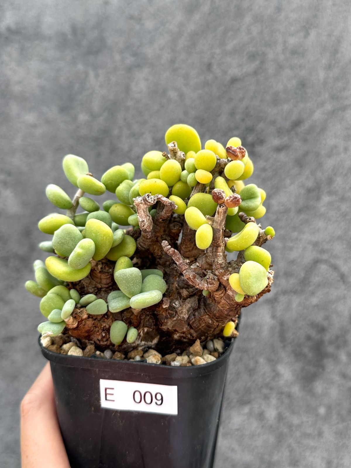【現品限り】ケラリア・ピグマエア 現地株 2年ほど管理 発根済み【E9】 Ceraria pygmaea
