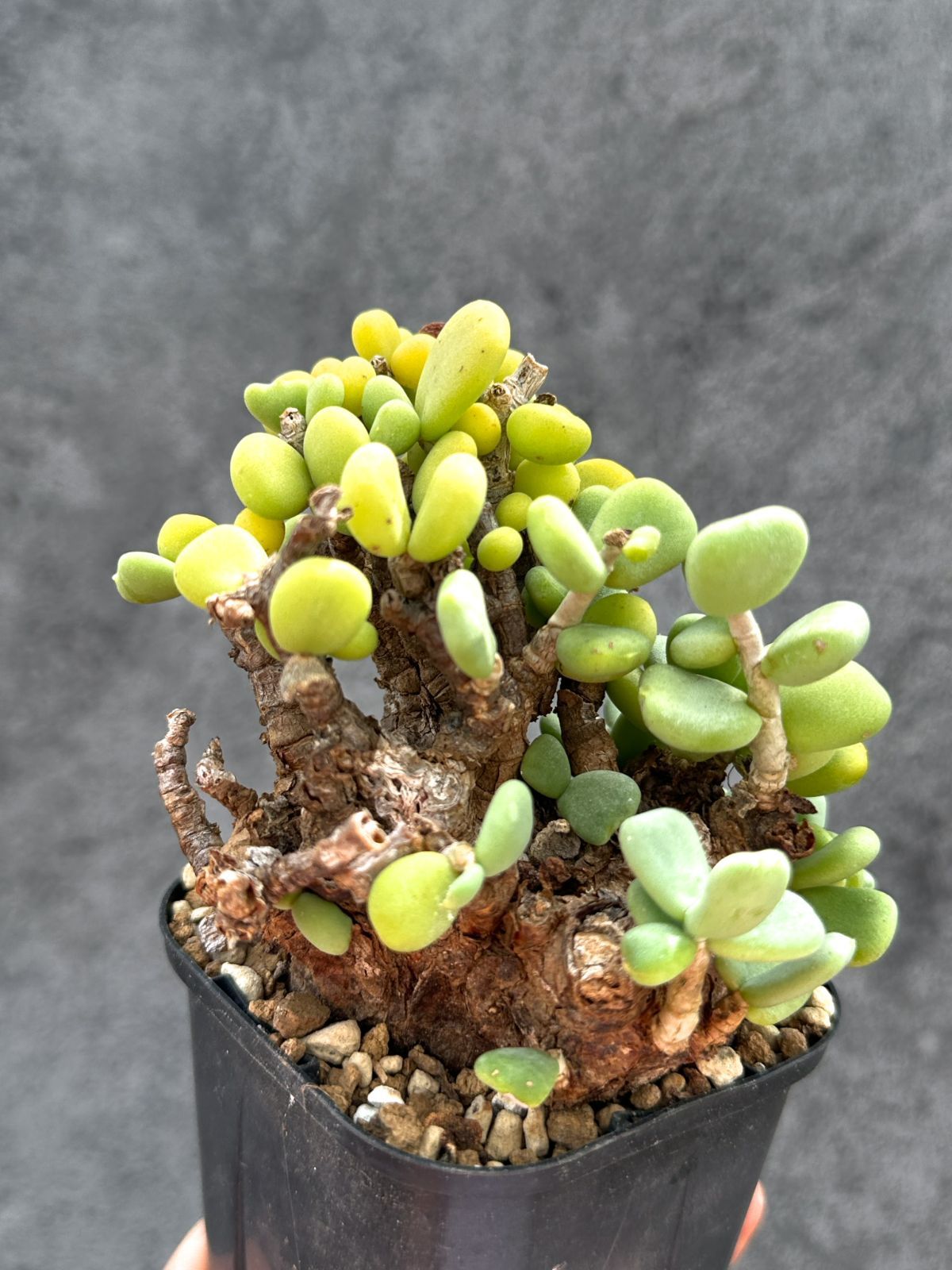 【現品限り】ケラリア・ピグマエア 現地株 2年ほど管理 発根済み【E9】 Ceraria pygmaea