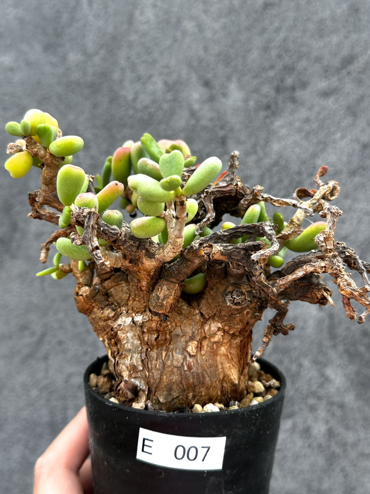 【現品限り】ケラリア・ピグマエア 現地株 2年ほど管理 発根済み【E7】 Ceraria pygmaea