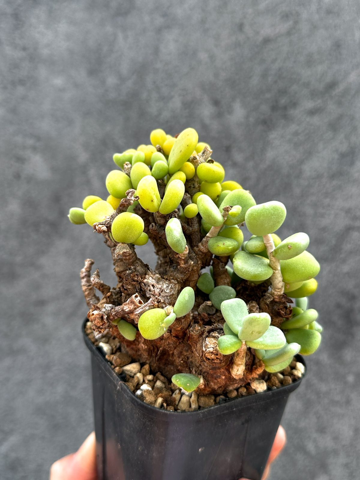 【現品限り】ケラリア・ピグマエア 現地株 2年ほど管理 発根済み【E9】 Ceraria pygmaea