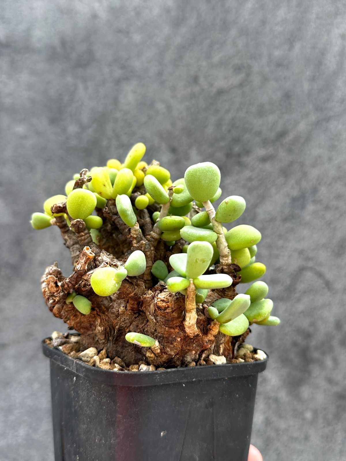 【現品限り】ケラリア・ピグマエア 現地株 2年ほど管理 発根済み【E9】 Ceraria pygmaea