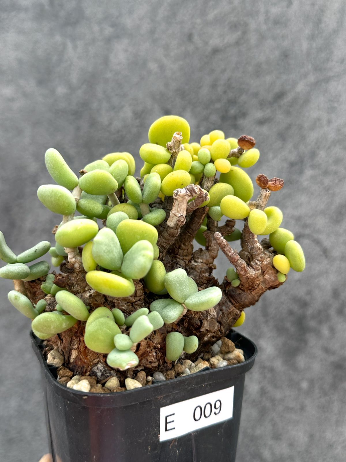 【現品限り】ケラリア・ピグマエア 現地株 2年ほど管理 発根済み【E9】 Ceraria pygmaea