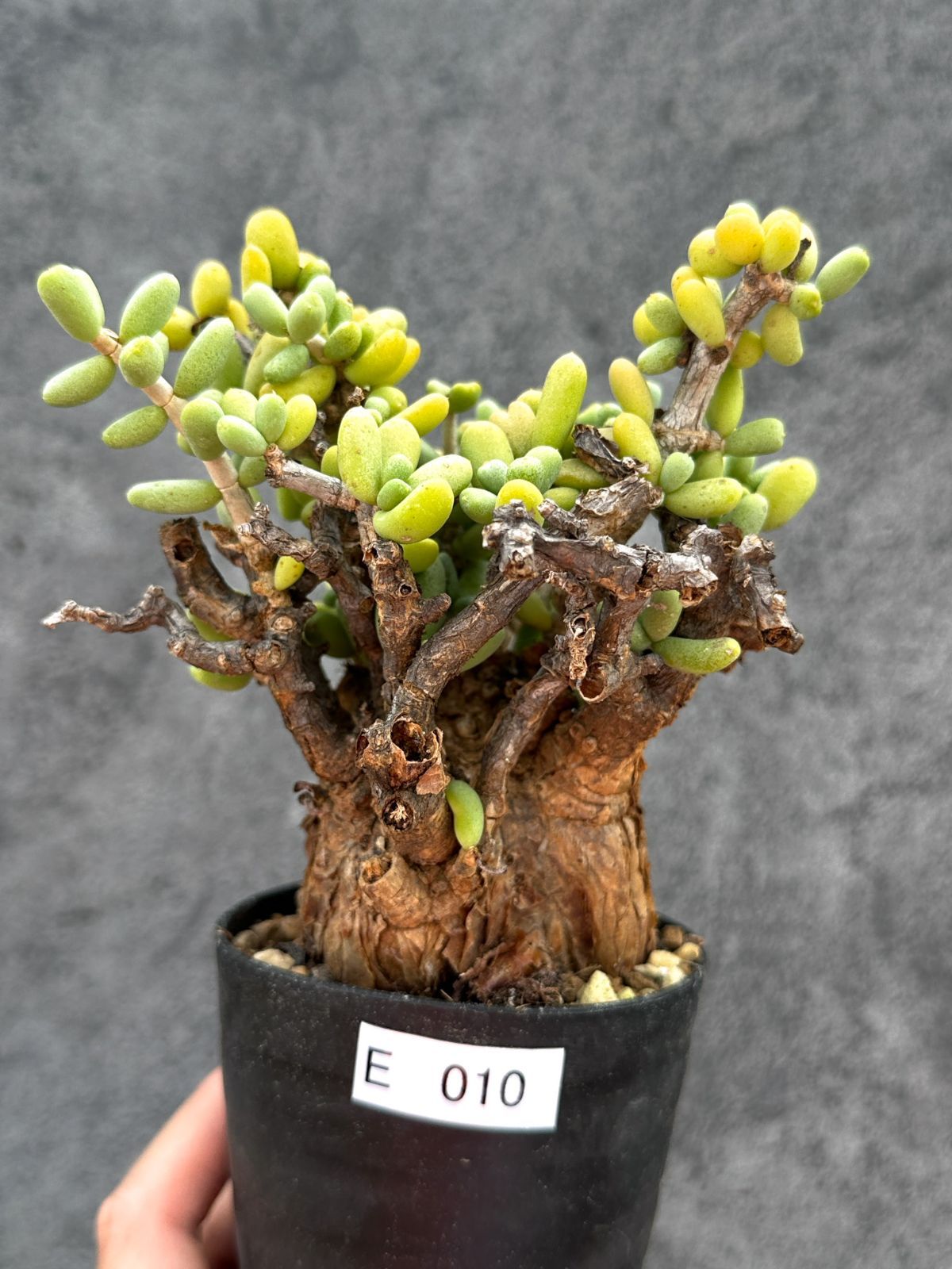 【現品限り】ケラリア・ピグマエア 現地株 2年ほど管理 発根済み【E10】 Ceraria pygmaea