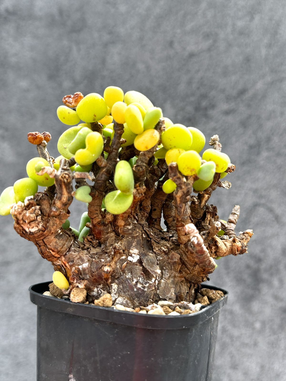 【現品限り】ケラリア・ピグマエア 現地株 2年ほど管理 発根済み【E9】 Ceraria pygmaea