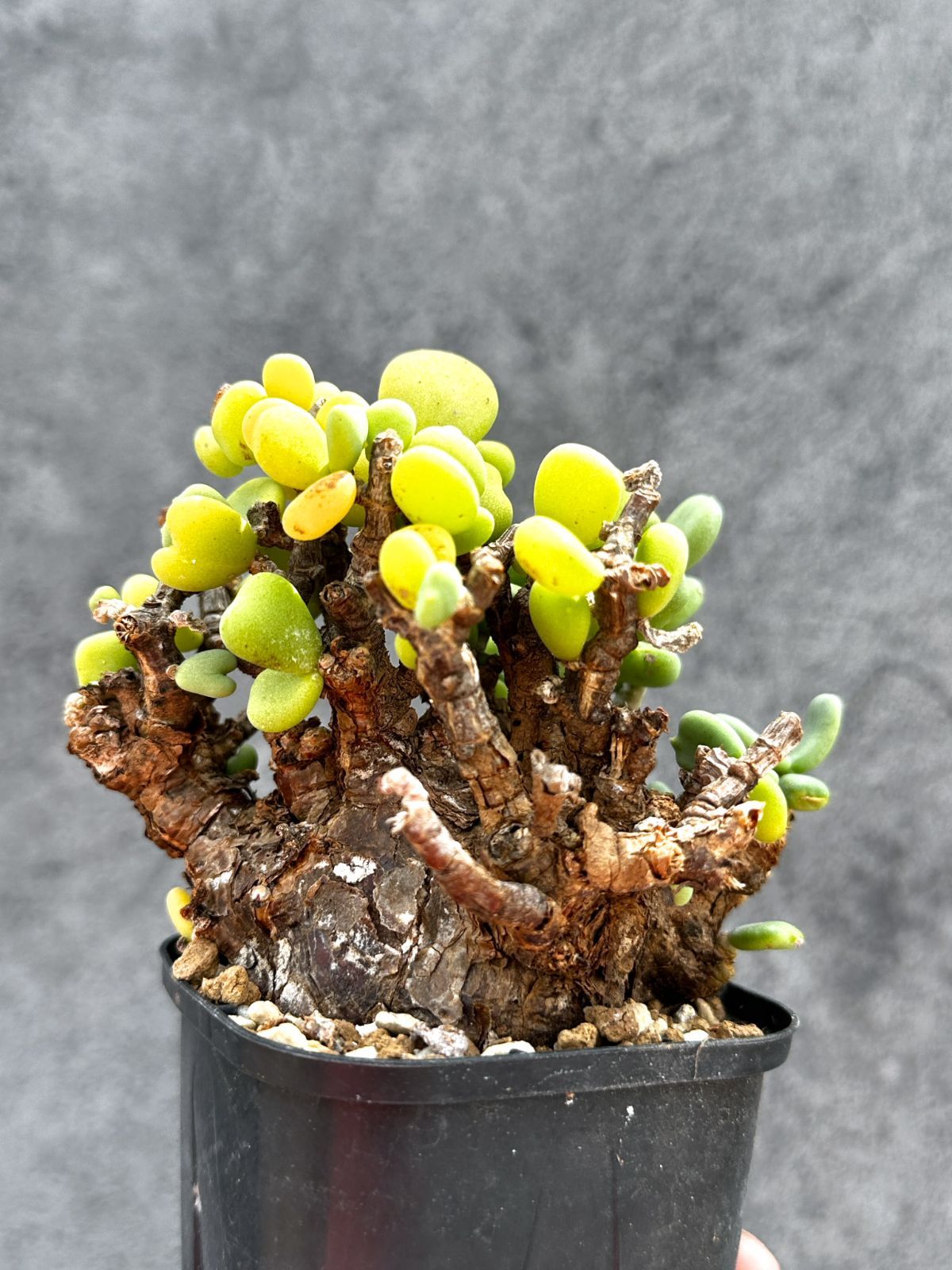 【現品限り】ケラリア・ピグマエア 現地株 2年ほど管理 発根済み【E9】 Ceraria pygmaea