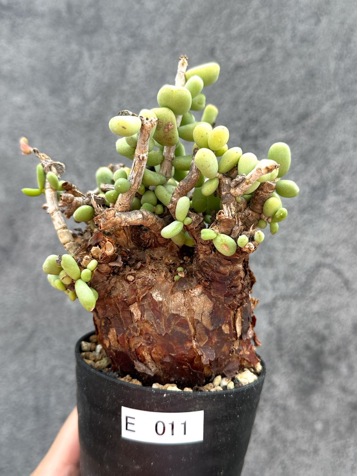 ケラリア ピグマエア 塊根植物 多肉植物 ミラビレ グラキリス