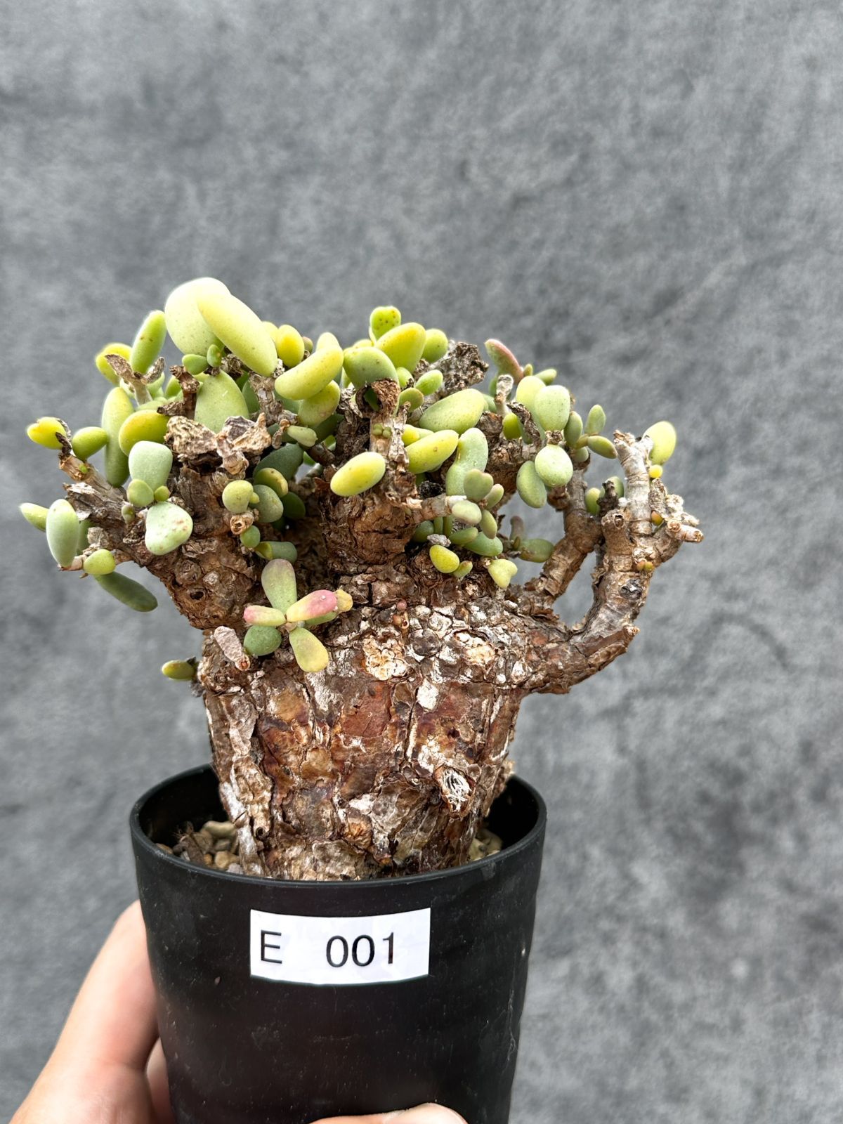 【現品限り】ケラリア・ピグマエア 現地株 2年ほど管理 発根済み【E1】 Ceraria pygmaea