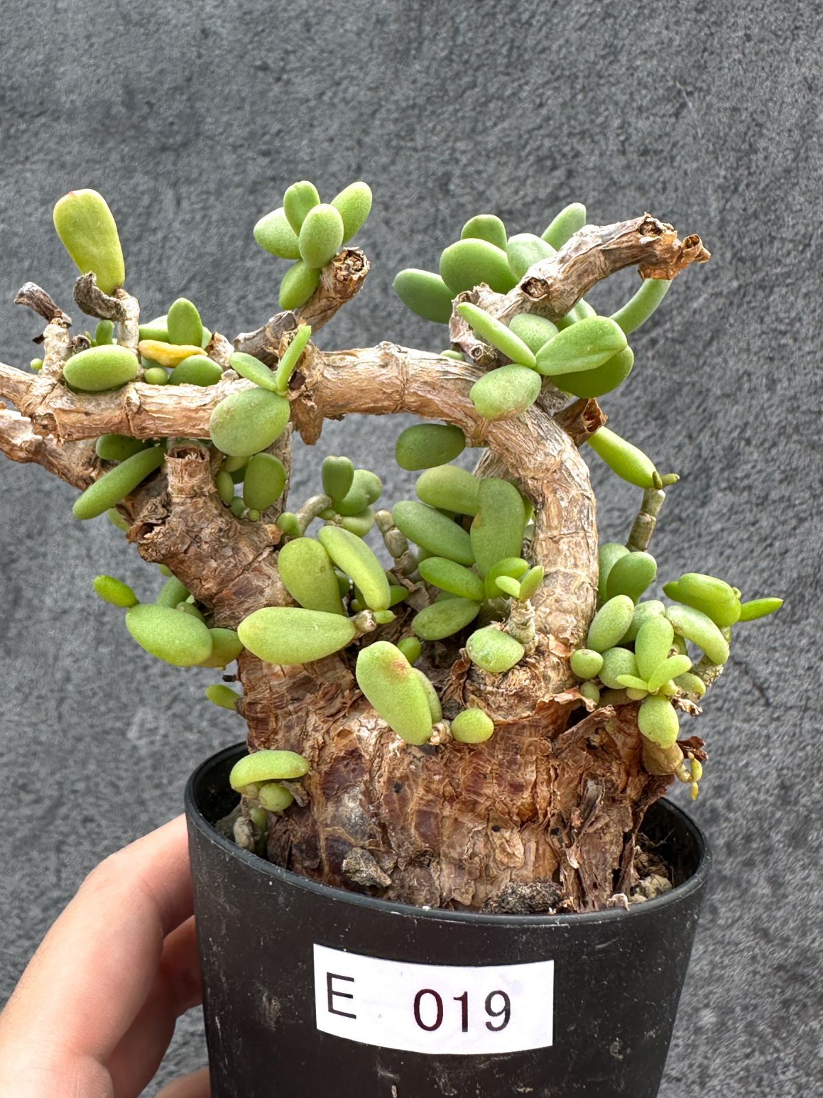 【現品限り】ケラリア・ピグマエア 現地株 2年ほど管理 発根済み【E19】 Ceraria pygmaea