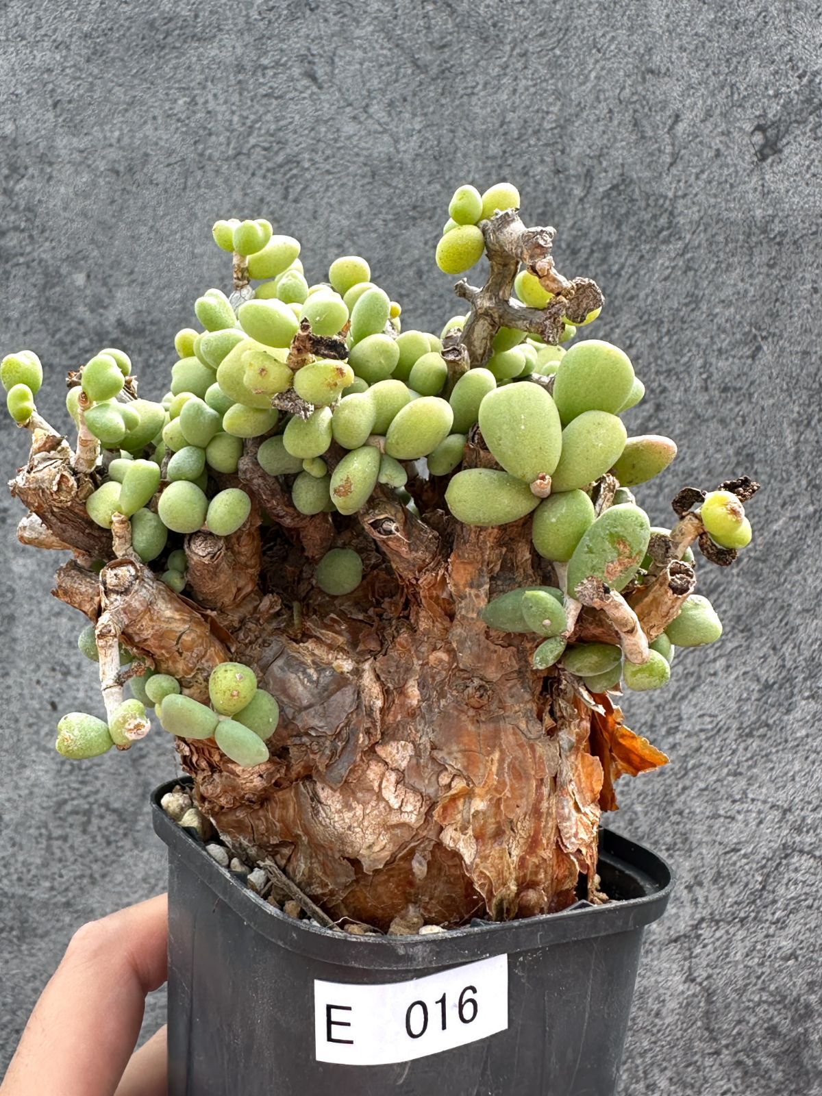 【現品限り】ケラリア・ピグマエア 現地株 2年ほど管理 発根済み【E16】 Ceraria pygmaea