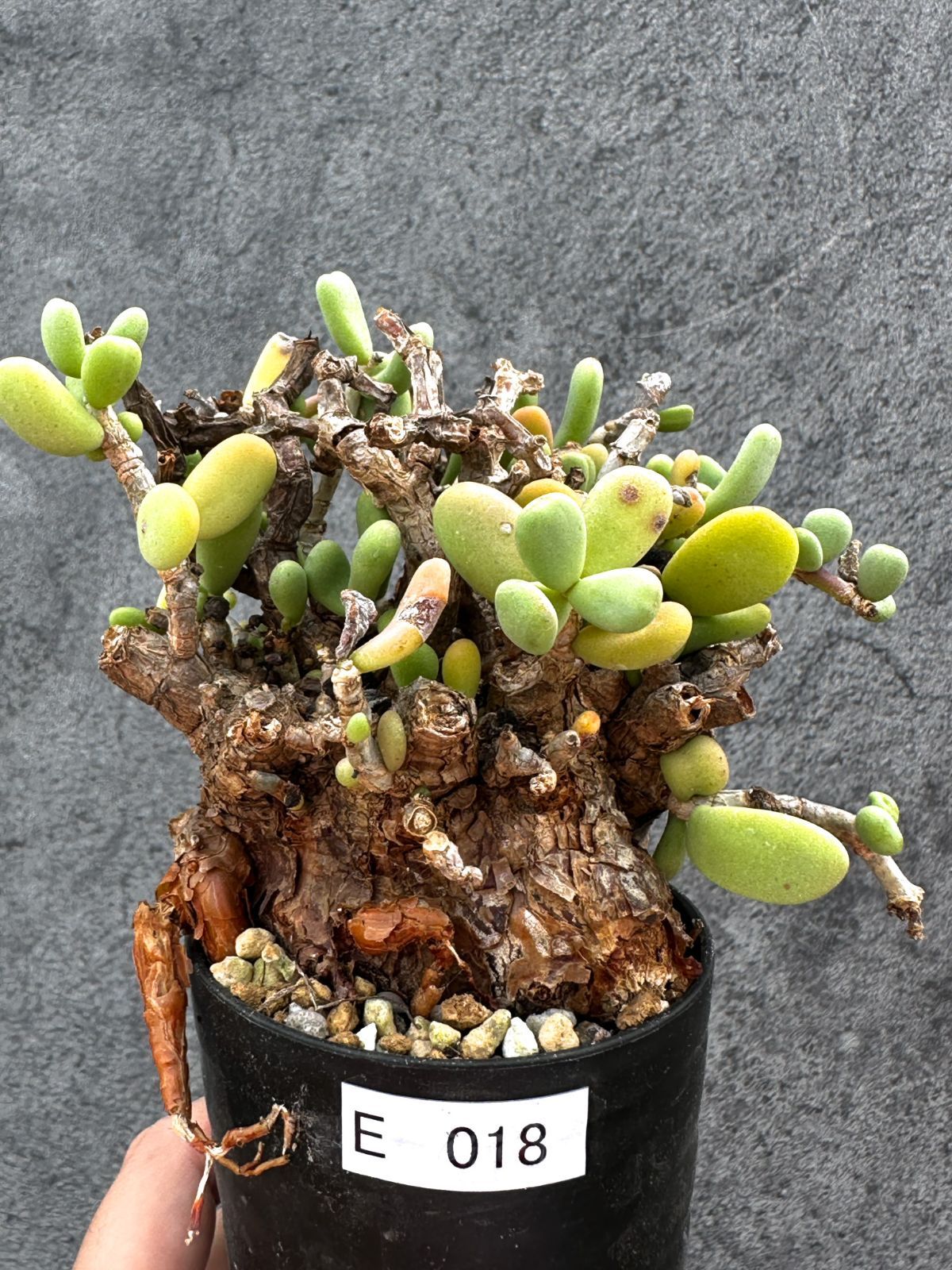 【現品限り】ケラリア・ピグマエア 現地株 2年ほど管理 発根済み【E18】 Ceraria pygmaea