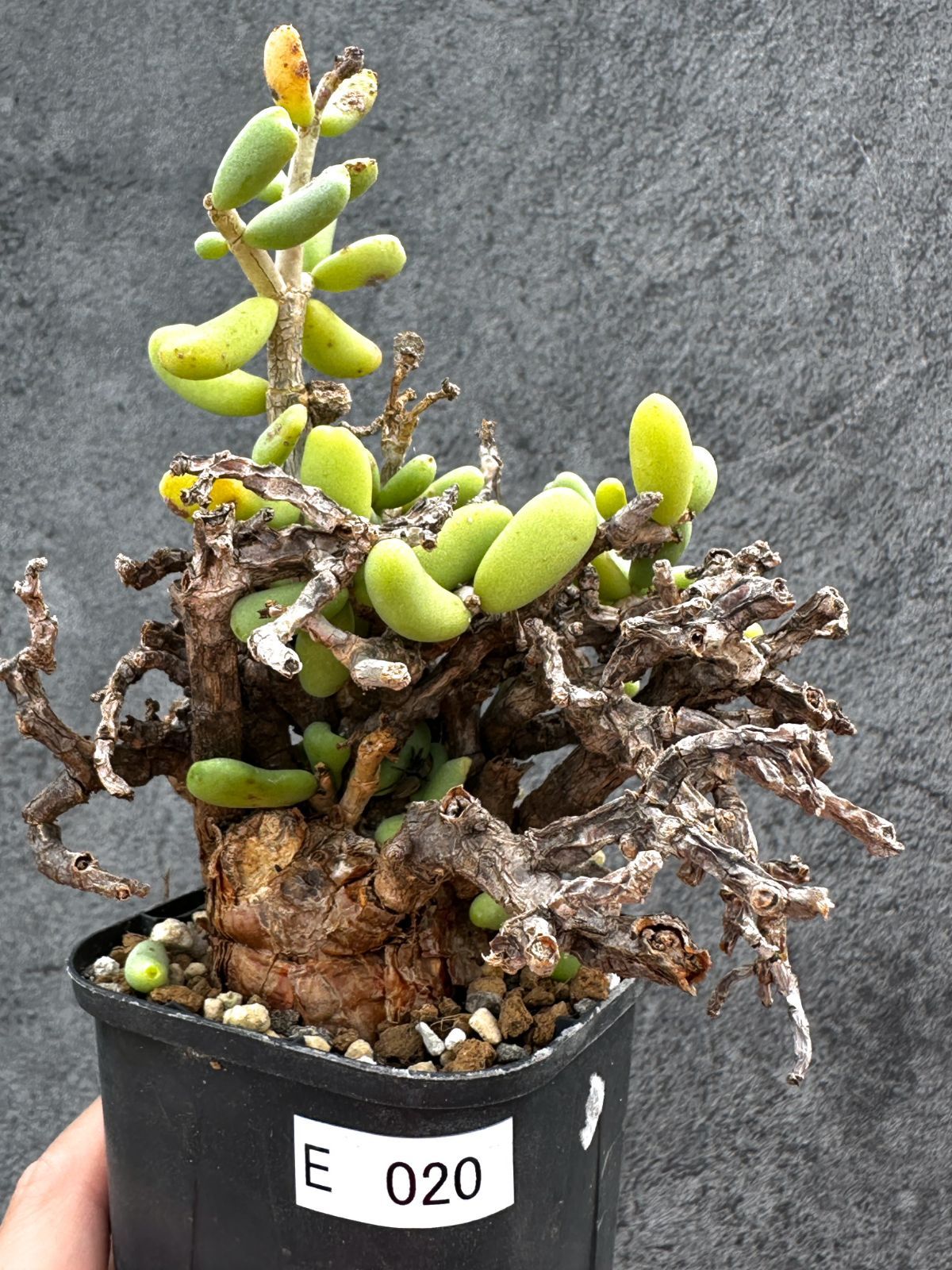 【現品限り】ケラリア・ピグマエア 現地株 2年ほど管理 発根済み【E20】 Ceraria pygmaea