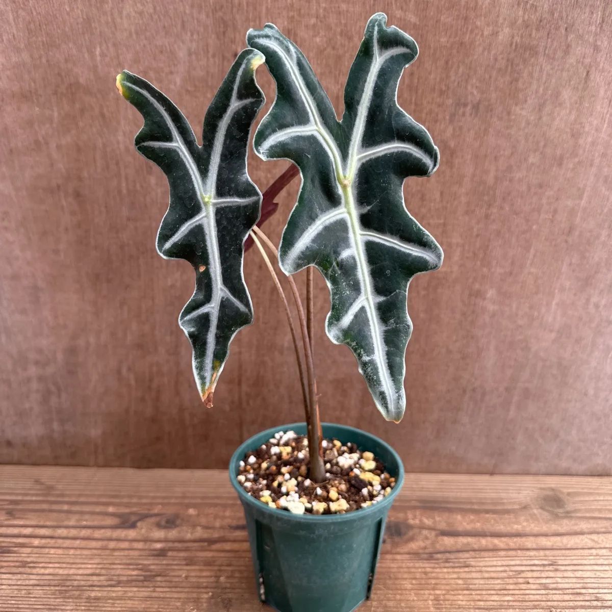 アロカシア サンデリアナ ノビリス ③ 現品 Alocasia Sanderiana
