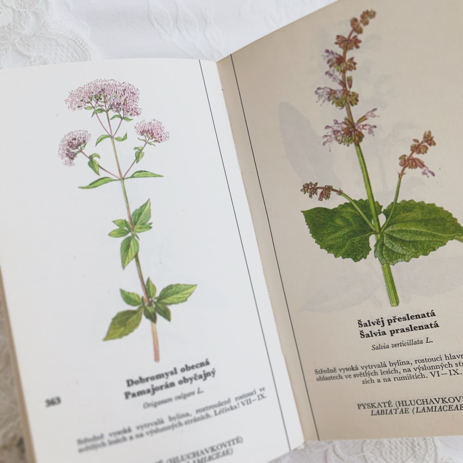 チェコ印刷ビンテージ植物図鑑 - 私たちの花-Naše květinyボタニカル