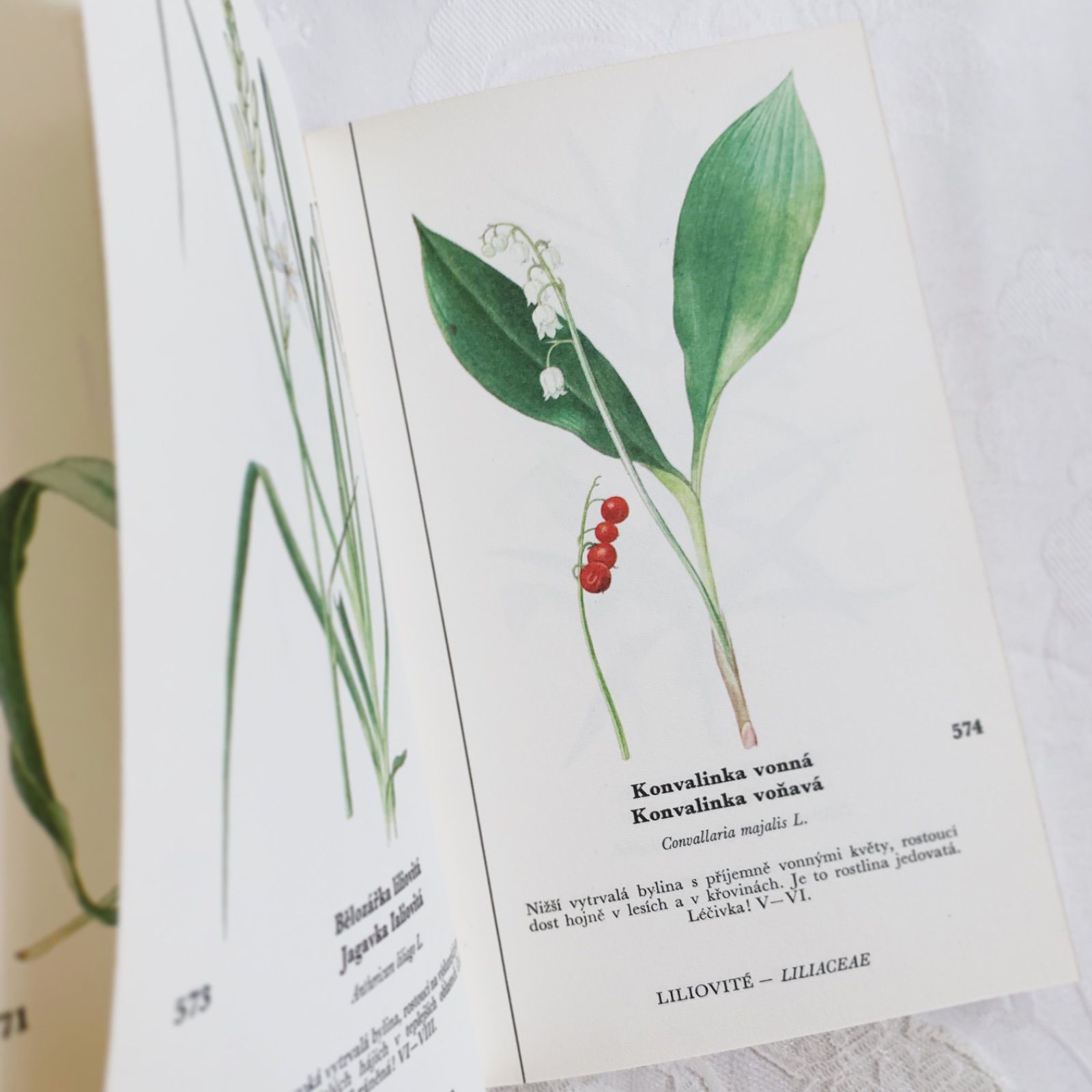 チェコ印刷ビンテージ植物図鑑 - 私たちの花-Naše květinyボタニカル