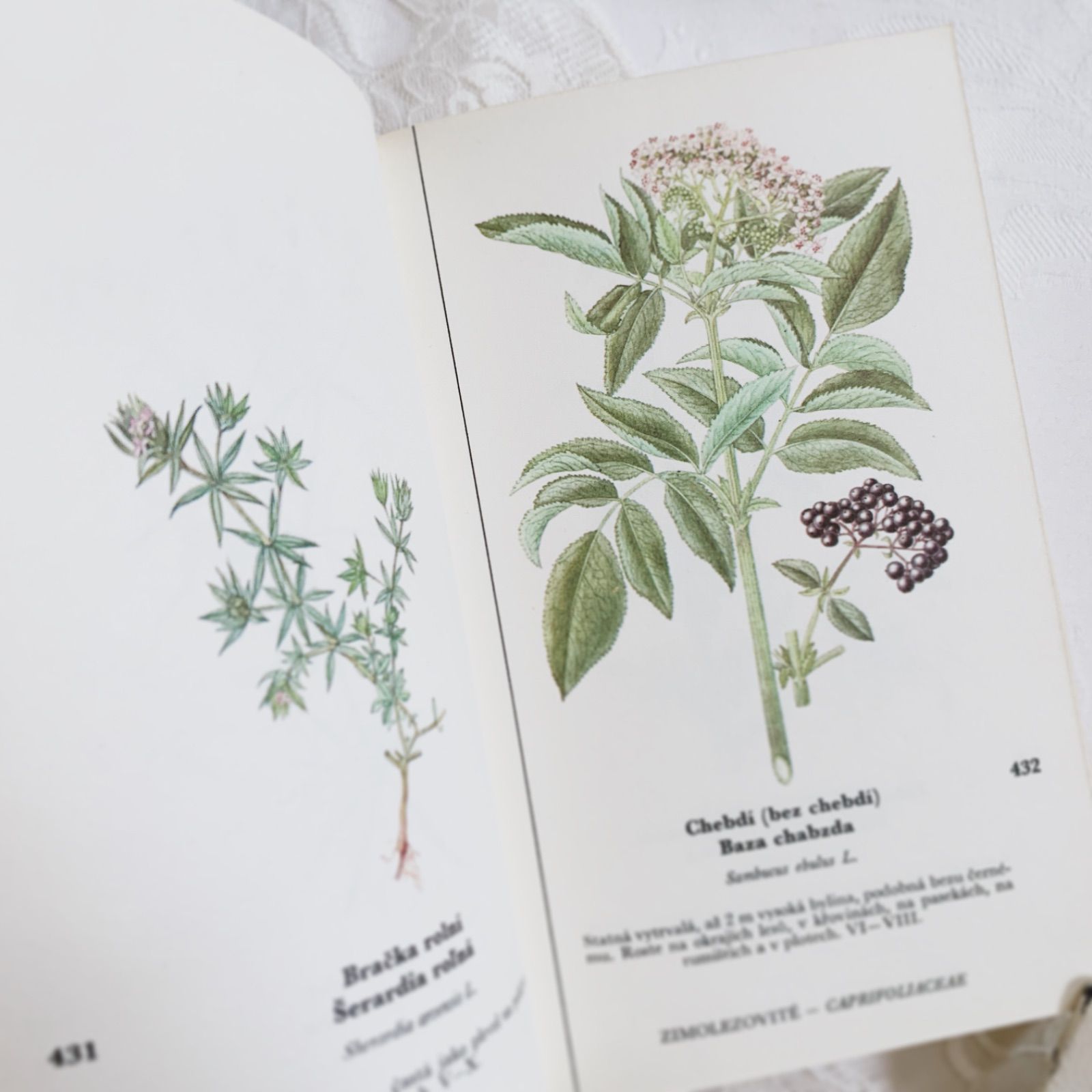 チェコ印刷ビンテージ植物図鑑 - 私たちの花-Naše květinyボタニカル