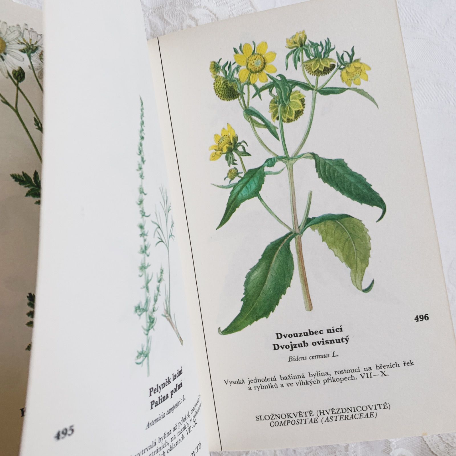 チェコ印刷ビンテージ植物図鑑 - 私たちの花-Naše květinyボタニカル