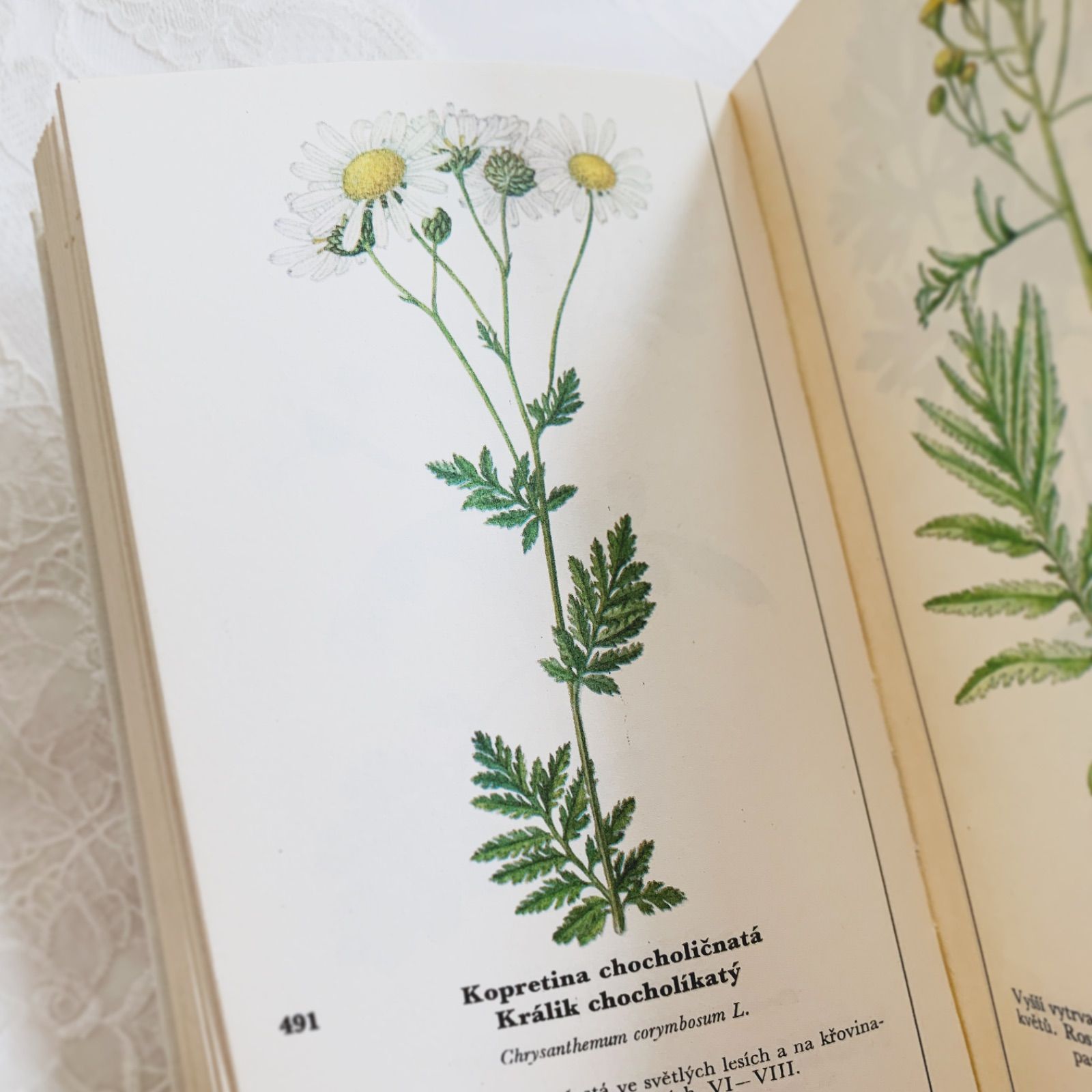 19世紀初頭の美しい植物画コレクション　ヴィンテージ本　古書 植物図鑑 ARCHIVES - LOGOS GALLERY - アンティーク博物画「ボタニカルアート
