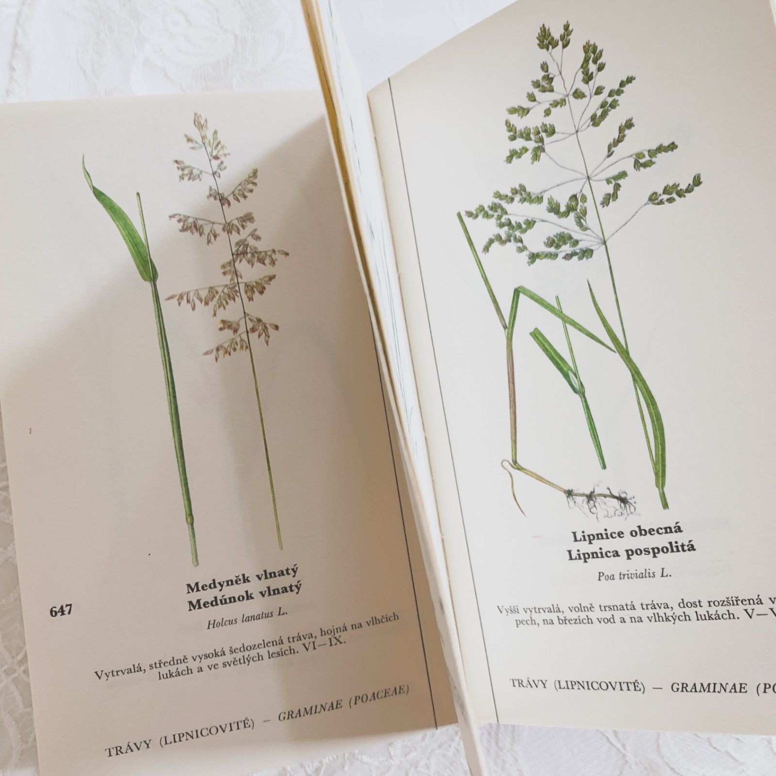 チェコ印刷ビンテージ植物図鑑 - 私たちの花-Naše květinyボタニカル