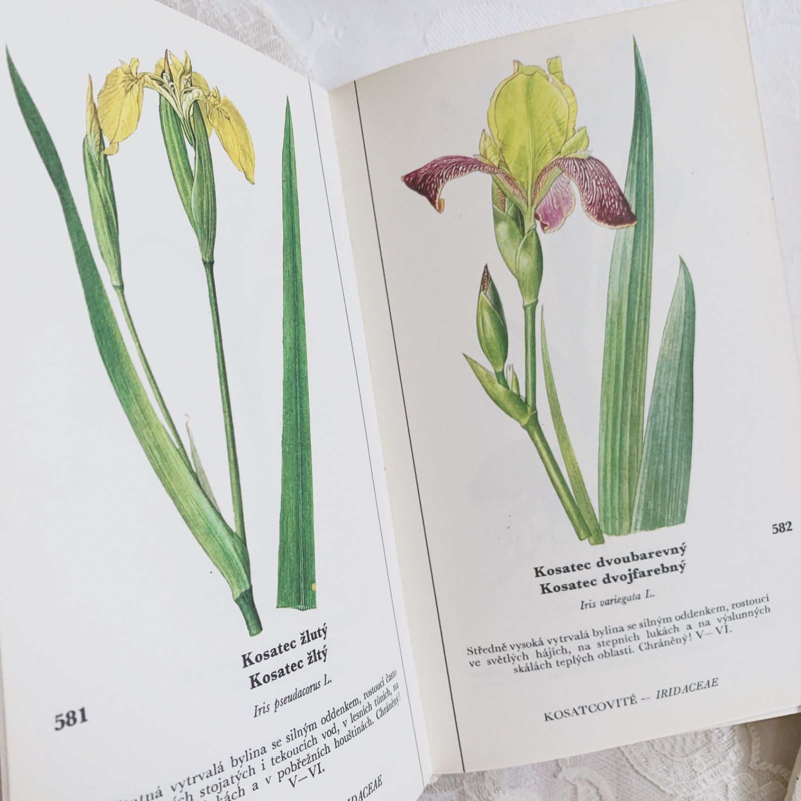 チェコ印刷ビンテージ植物図鑑 - 私たちの花-Naše květinyボタニカル