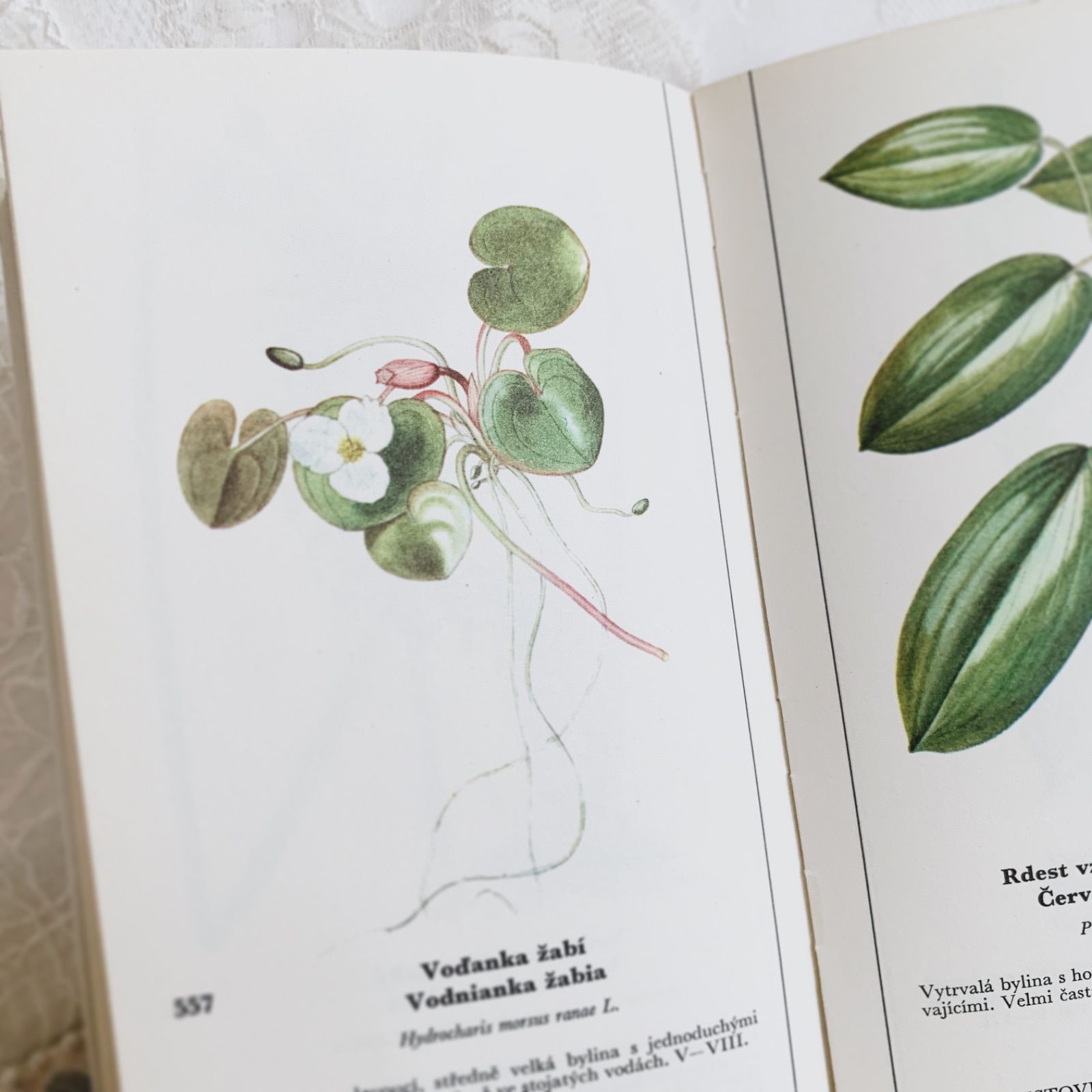 チェコ印刷ビンテージ植物図鑑 - 私たちの花-Naše květinyボタニカル