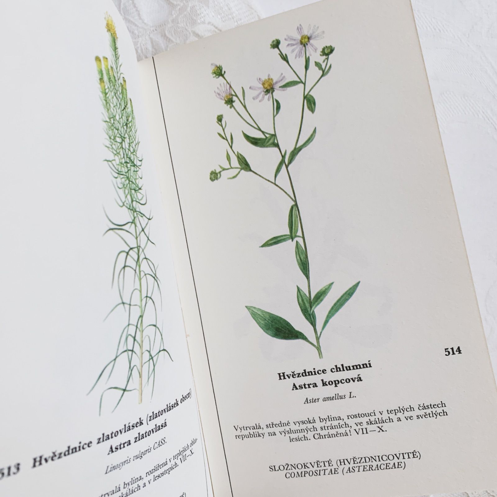 チェコ印刷ビンテージ植物図鑑 - 私たちの花-Naše květinyボタニカル