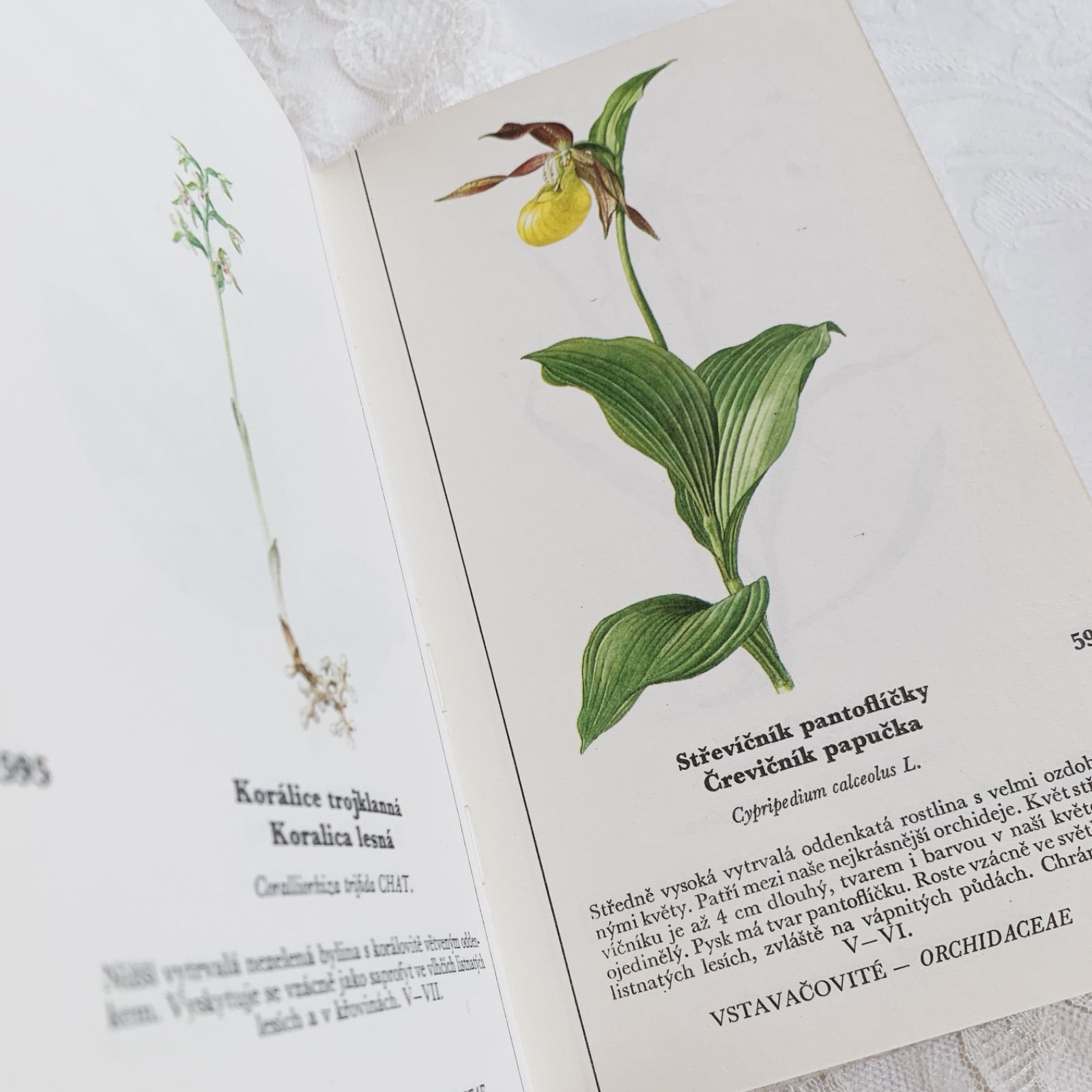 チェコ印刷ビンテージ植物図鑑 - 私たちの花-Naše květinyボタニカル