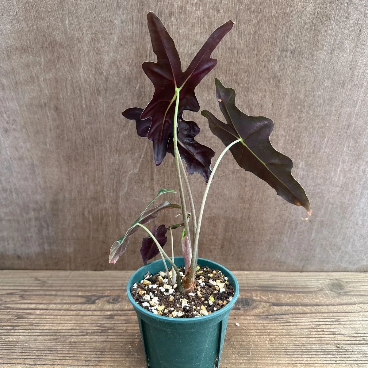 アロカシア サンデリアナ ノビリス ⑥ 現品 Alocasia Sanderiana
