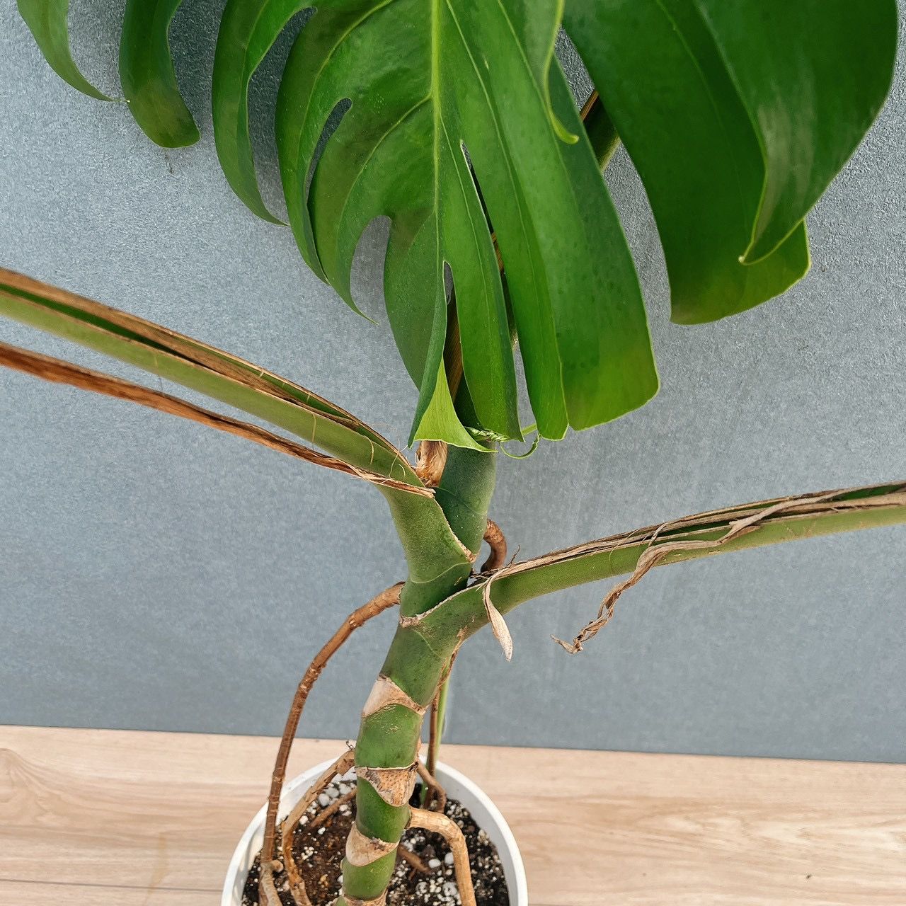現品］A2 モンステラ 幹上がり 7号 観葉植物 室内 大型 おしゃれ 育て