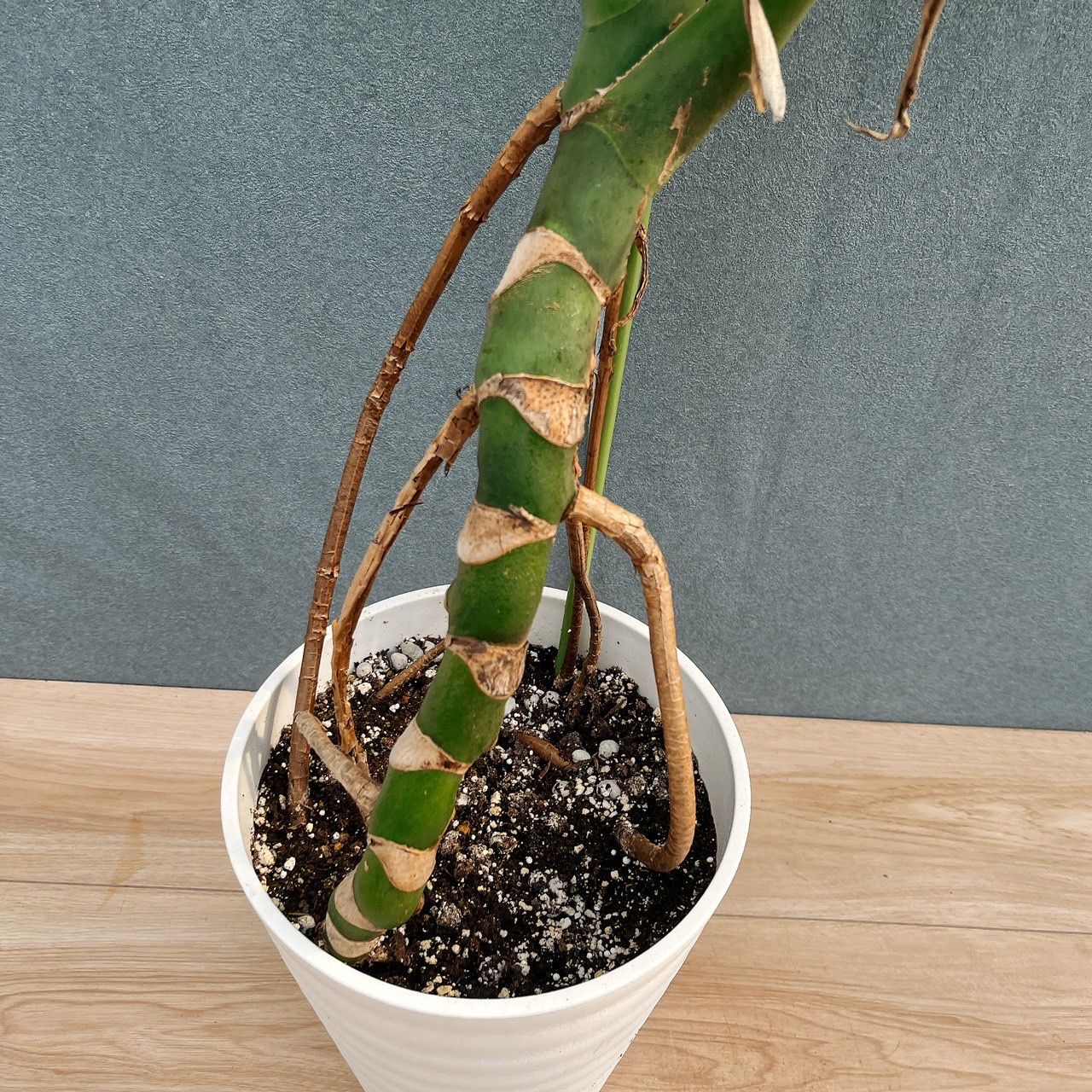 現品］A2 モンステラ 幹上がり 7号 観葉植物 室内 大型 おしゃれ 育て