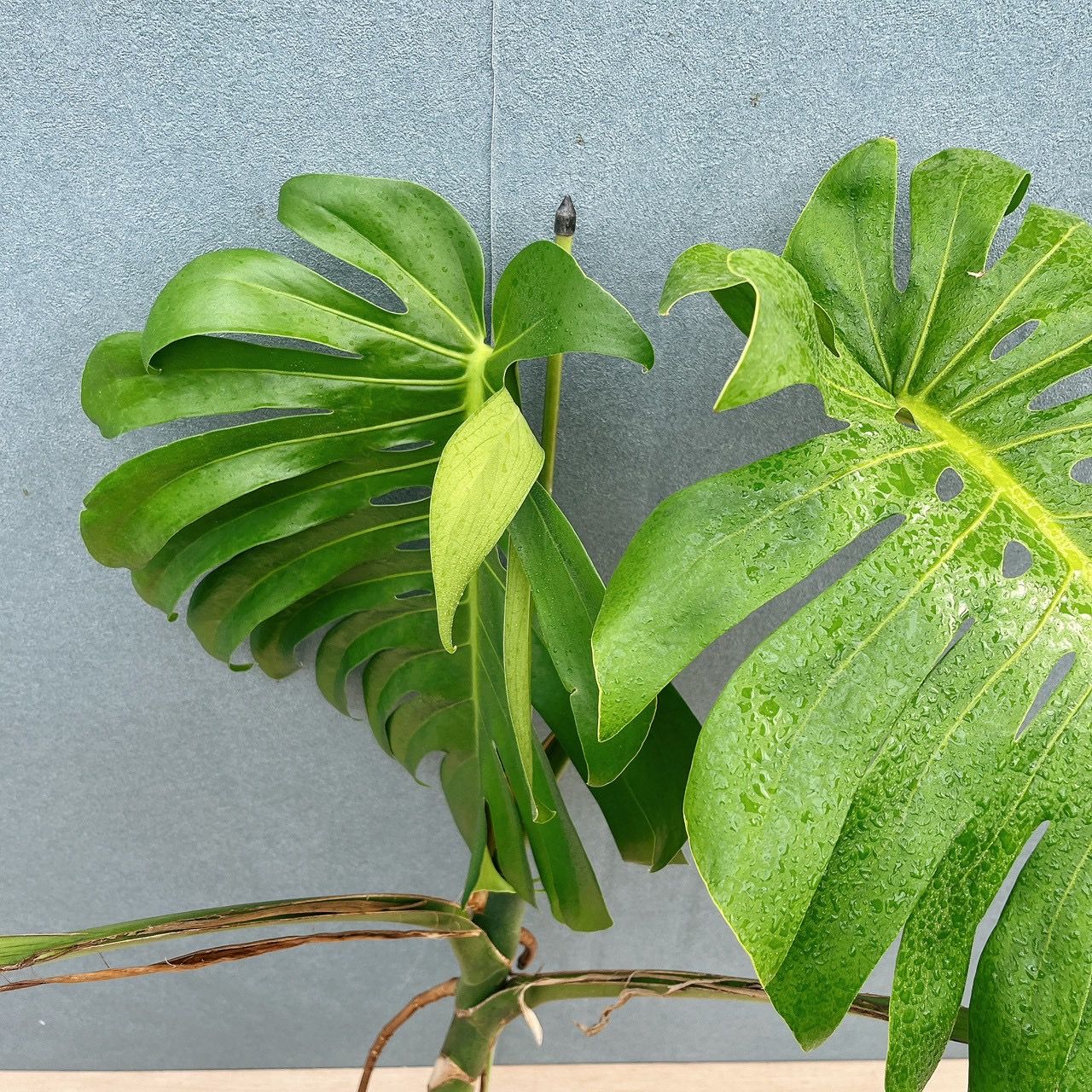 現品　モンステラ　1番　幹上がり　根上がり　観葉植物　人気　インテリアグリーン 現品］A2 モンステラ 幹上がり 7号 観葉植物 室内 大型 おしゃれ 育て