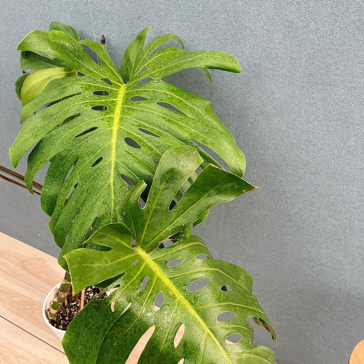 現品］A2 モンステラ 幹上がり 7号 観葉植物 室内 大型 おしゃれ 育て