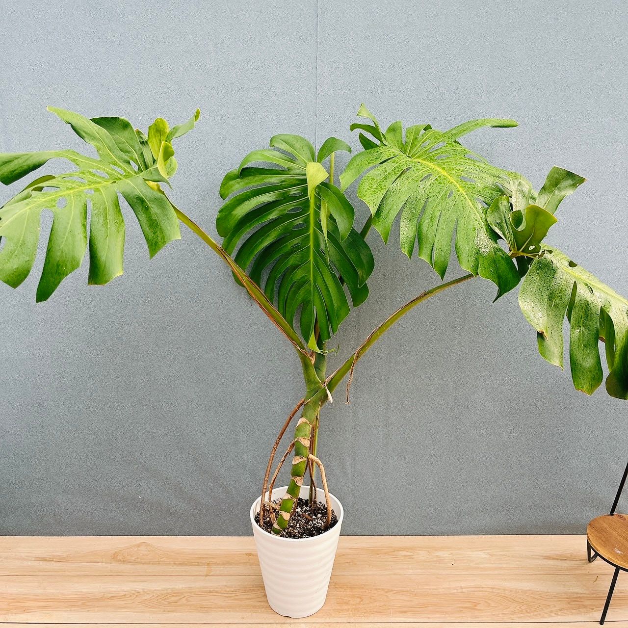 現品］A2 モンステラ 幹上がり 7号 観葉植物 室内 大型 おしゃれ 育て