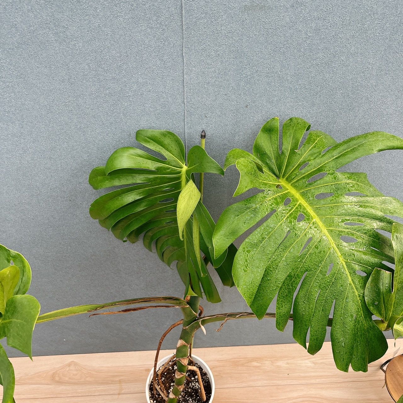 現品］A2 モンステラ 幹上がり 7号 観葉植物 室内 大型 おしゃれ 育て