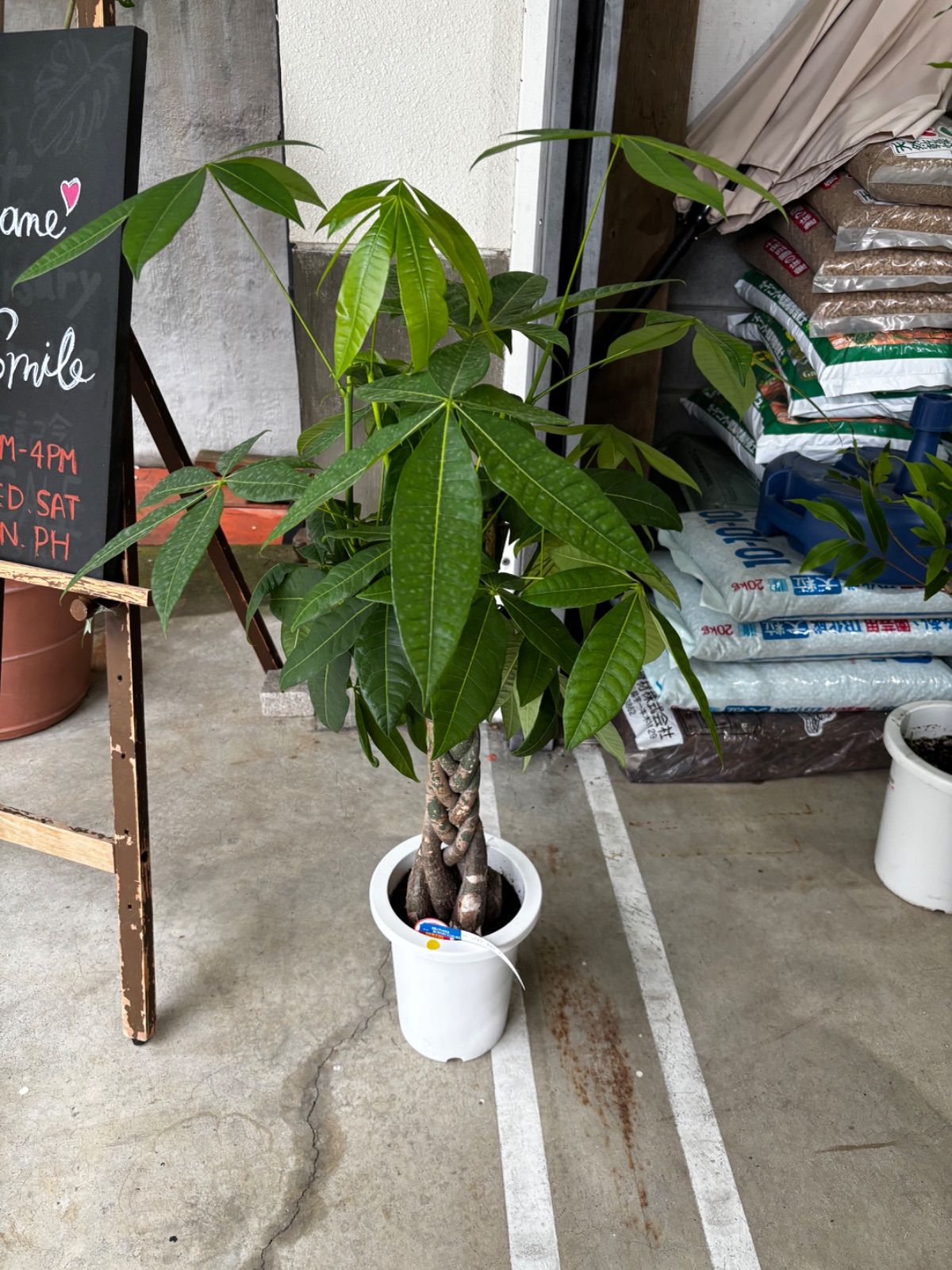 パキラ　8号　ねじれ　観葉植物　インテリア　グリーン　お祝い　贈り物　プレゼント　人気