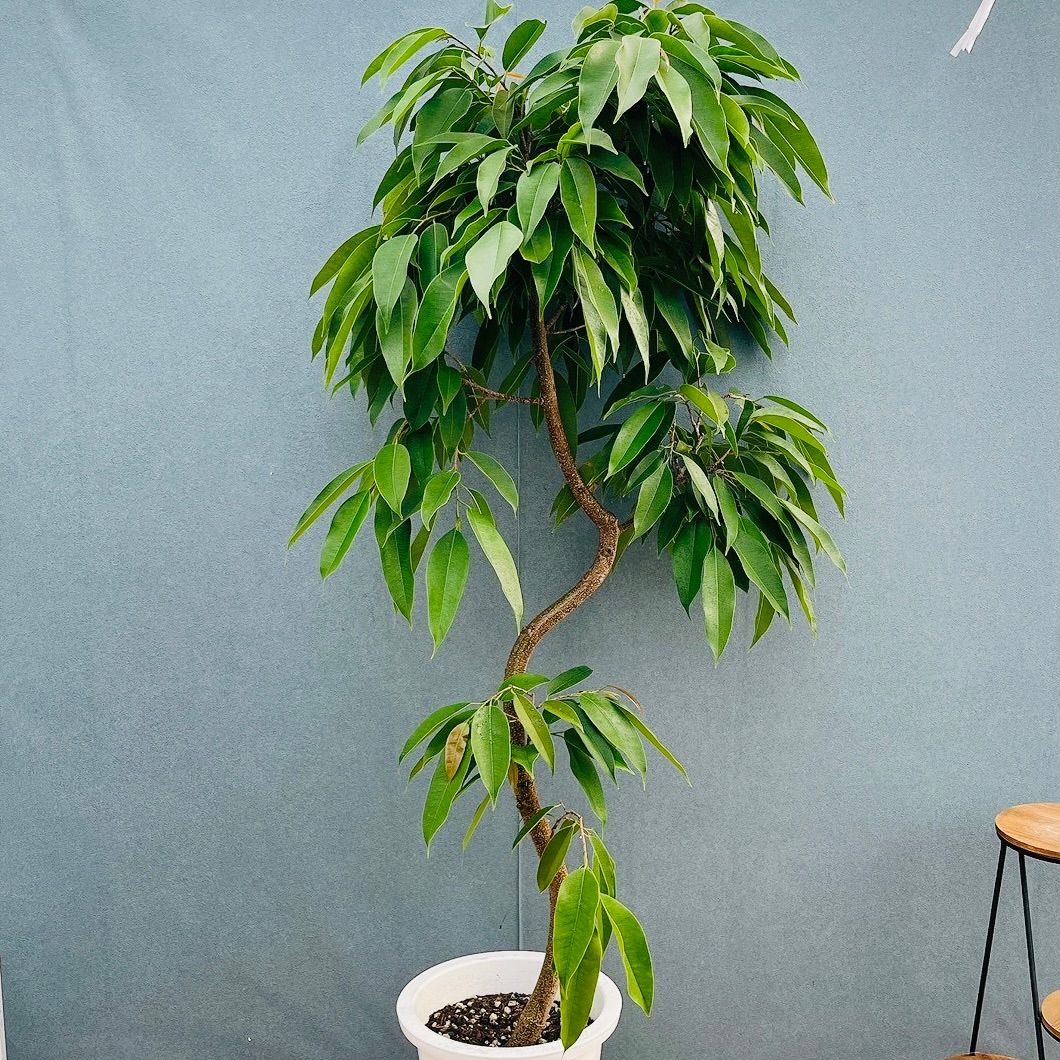 ［現品］15番　フィカス　アムステルダムキング　10号　観葉植物　大型　室内　曲がり ゴムの木　シンボルツリー 18,250円