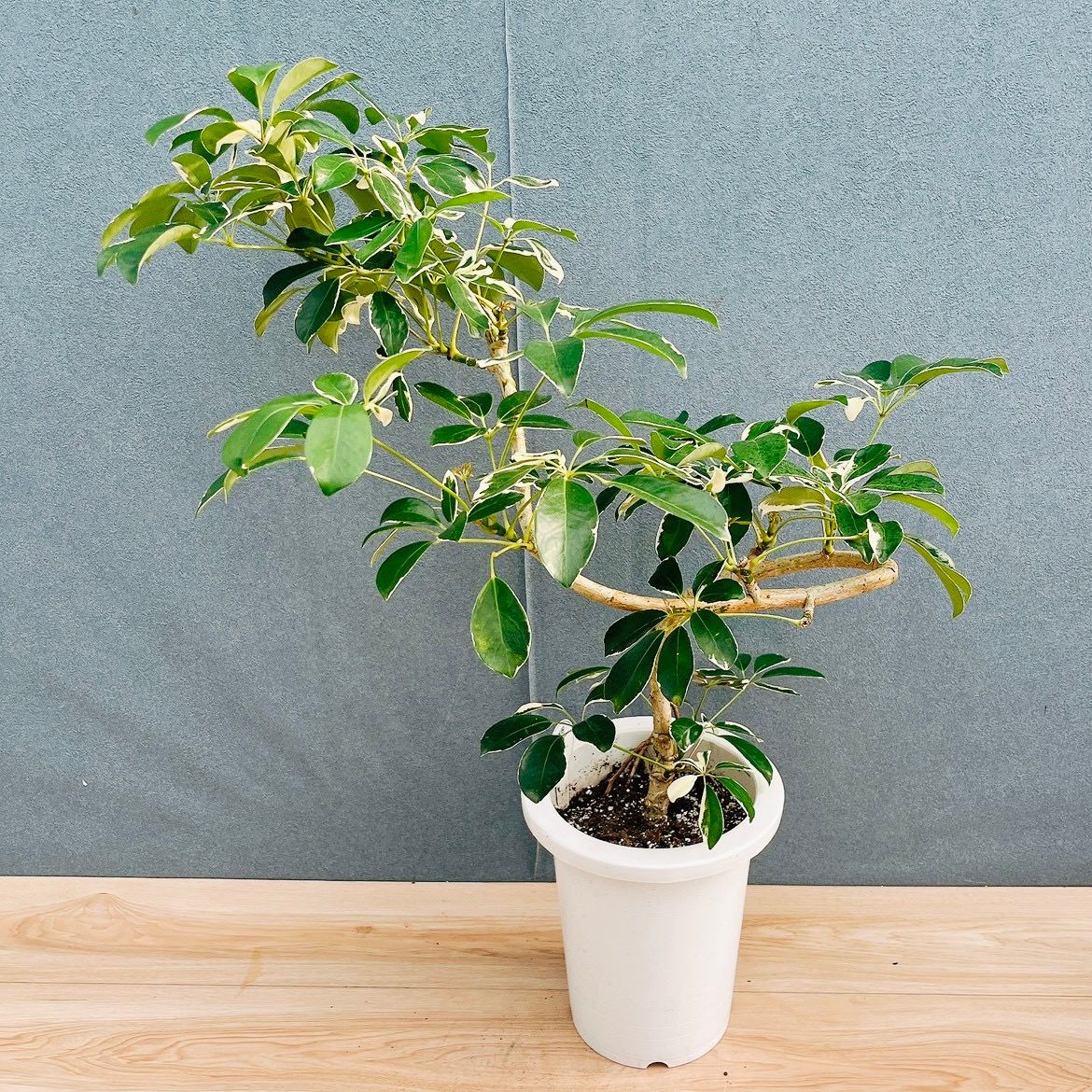 現品］☆珍しい☆ 1番 シェフレラ ミルキー 曲がり 7号 観葉植物