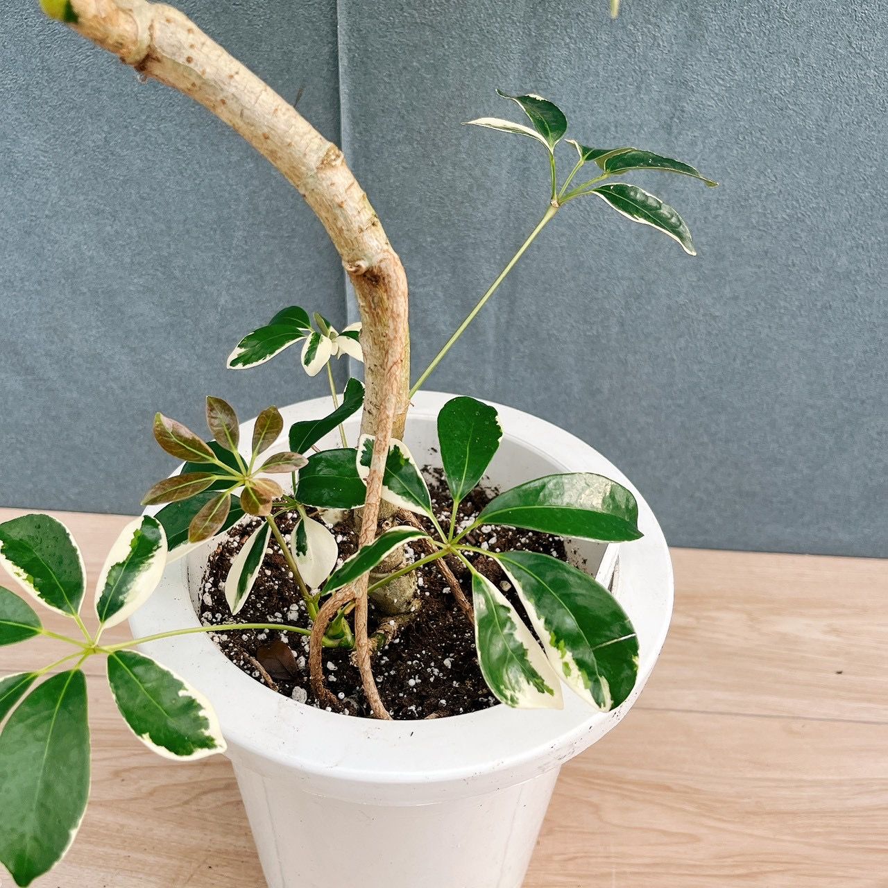 現品］☆珍しい☆ 1番 シェフレラ ミルキー 曲がり 7号 観葉植物