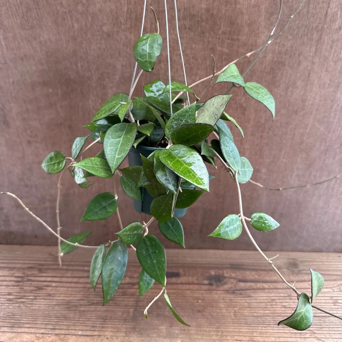 珍種　ホヤ　Hoya Stenakei dark サクララン① 珍種 ホヤ Hoya Stenakei dark サクララン① Hoya Stenakei Dark - Art